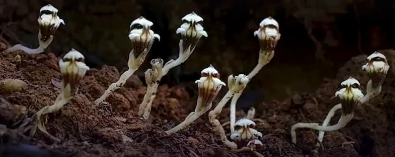‘Sihir Mata Setan’ di Taman Nasional Thailand